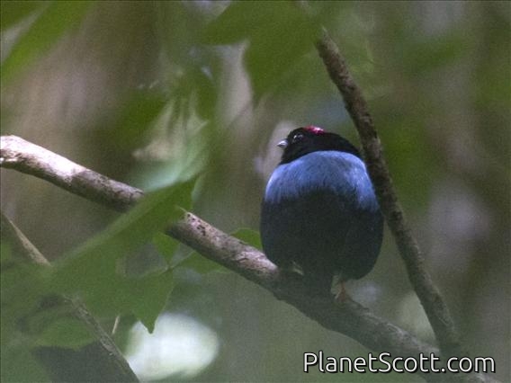 Blue-backed Manakin (Chiroxiphia pareola)
