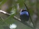 Blue-backed Manakin (Chiroxiphia pareola)