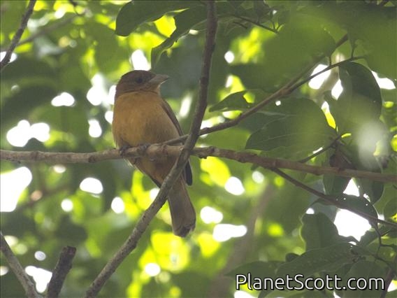 Flame-crested Tanager (Tachyphonus cristatus) - Female