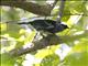 White-bellied Tanager (Tangara brasiliensis)