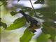 Yellow-backed Tanager (Hemithraupis flavicollis)