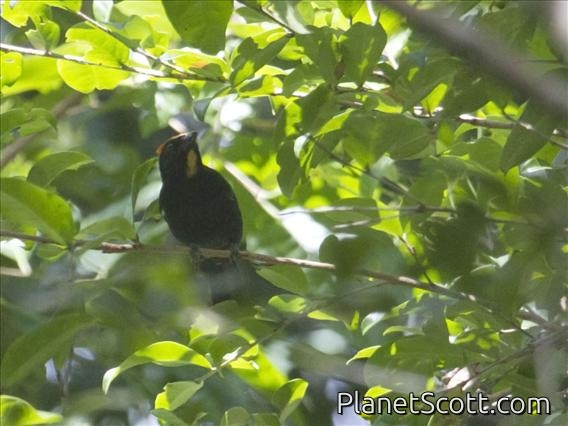 Flame-crested Tanager (Tachyphonus cristatus) - Male