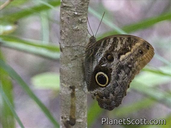 Pale Owl Butterfly (Caligo telamonius)