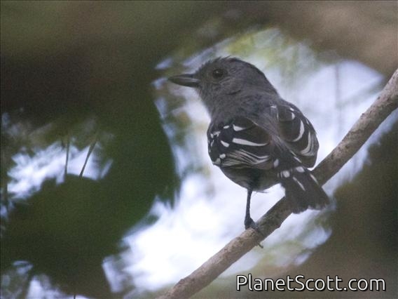 Planalto Slaty Antshrike (Thamnophilus pelzelni) - Male