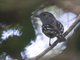Planalto Slaty Antshrike (Thamnophilus pelzelni) - Male
