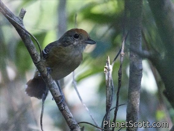 Planalto Slaty Antshrike (Thamnophilus pelzelni) - Female