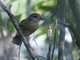 Planalto Slaty Antshrike (Thamnophilus pelzelni) - Female