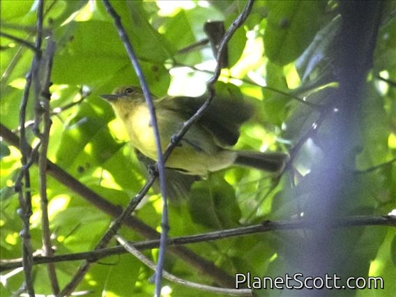 Yellow-breasted Flycatcher (Tolmomyias flaviventris)