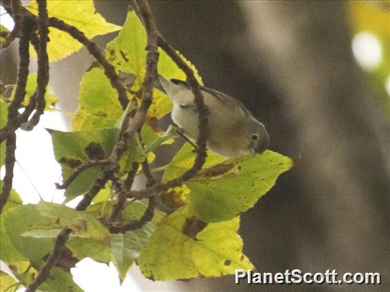 Lucy's Warbler (Leiothlypis luciae)