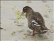Mallard/Grey Duck Hybrid (Anas platyrhynchos)