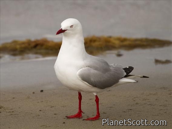 Silver Gull (Larus novaehollandae)