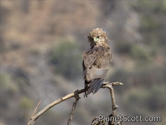 Bateleur (Terathopius ecaudatus) - Juvenile