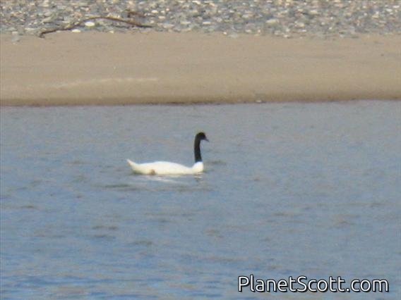 Black-necked Swan (Cygnus melancoryphus)