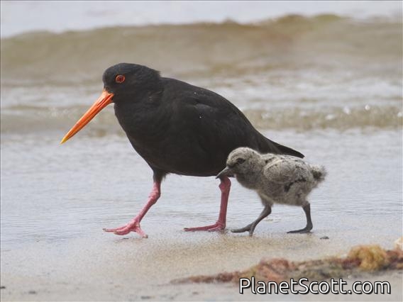 Variable Oystercatcher (Haematopus unicolor)