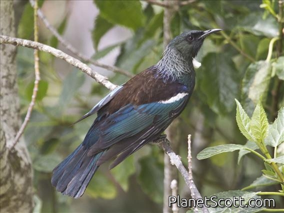 Tui (Prosthemadera novaeseelandiae)