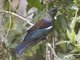 Tui (Prosthemadera novaeseelandiae)