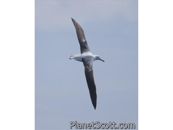 Southern Royal Albatross (Diomedea epomophora)