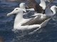 Southern Royal Albatross (Diomedea epomophora)
