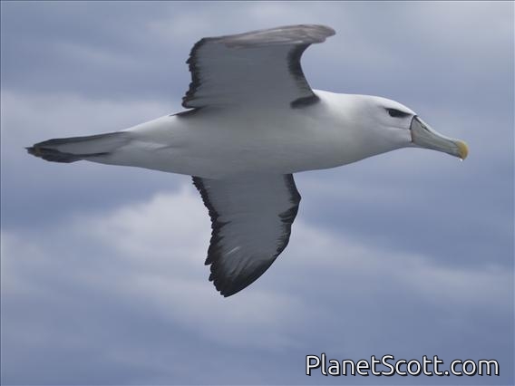 White-Capped Albatross (Diomedea cauta)