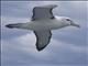 White-Capped Albatross (Diomedea cauta)