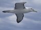 White-capped Albatross (Thalassarche cauta)