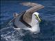 Bullers Albatross (Diomedea bulleri)