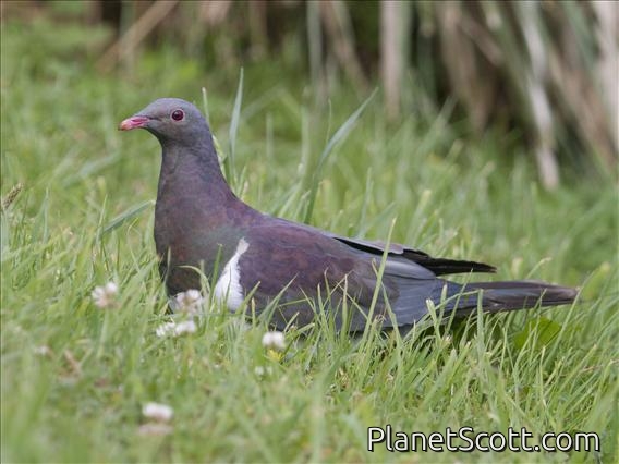New Zealand Pigeon (Hemiphaga novaeseelandiae) - Juvenile