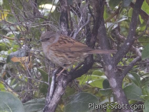 Hedge Accentor (Prunella modularis)