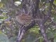 Hedge Accentor (Prunella modularis)
