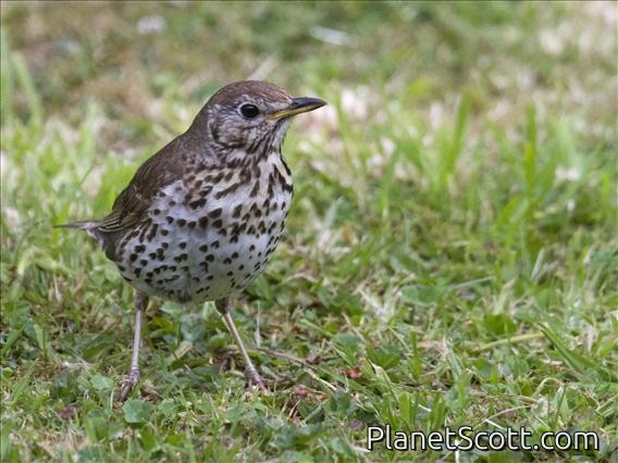 Song Thrush (Turdus philomelos)