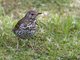 Song Thrush (Turdus philomelos)