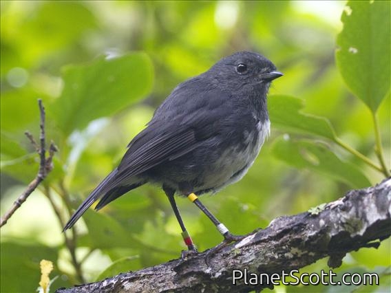 New Zealand Robin (Petroica australis) - South Island