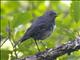 New Zealand Robin (Petroica australis) - South Island