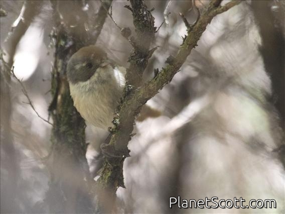 Pipipi (Mohoua novaeseelandiae)
