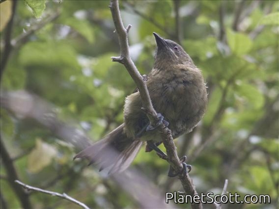 New Zealand Bellbird (Anthornis melanura) - Female