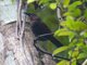South Island Saddleback (Philesturnus carunculatus) - South Island Juvenile