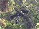 New Zealand Kaka (Nestor meridionalis)