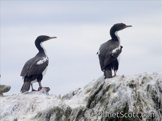 Bronzed Shag (Phalacrocorax chalconotus)