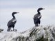 Bronzed Shag (Phalacrocorax chalconotus)
