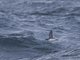 Common Diving-Petrel (Pelecanoides urinatrix)