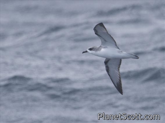 Cook's Petrel (Pterodroma cookii)