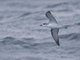 Cook's Petrel (Pterodroma cookii)