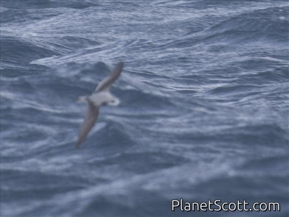 Mottled Petrel (Pterodroma inexpectata)