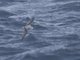 Mottled Petrel (Pterodroma inexpectata)