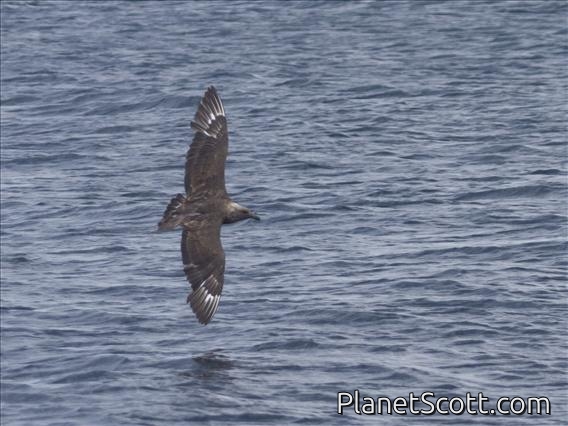 Brown Skua (Catharacta lonnbergi)