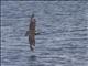 Brown Skua (Catharacta lonnbergi)