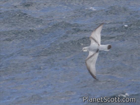 Fairy Prion (Pachyptila turtur)