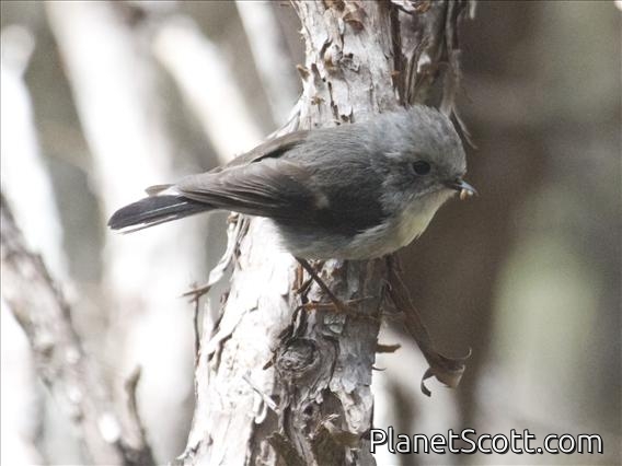 Tomtit (Petroica macrocephala)