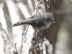 Tomtit (Petroica macrocephala)