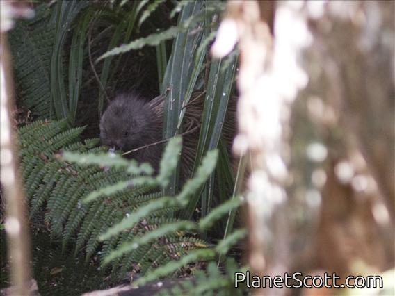 Brown Kiwi (Apteryx australis)